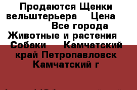 Продаются Щенки вельштерьера  › Цена ­ 27 000 - Все города Животные и растения » Собаки   . Камчатский край,Петропавловск-Камчатский г.